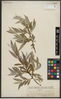 Foto von Salix alba L.